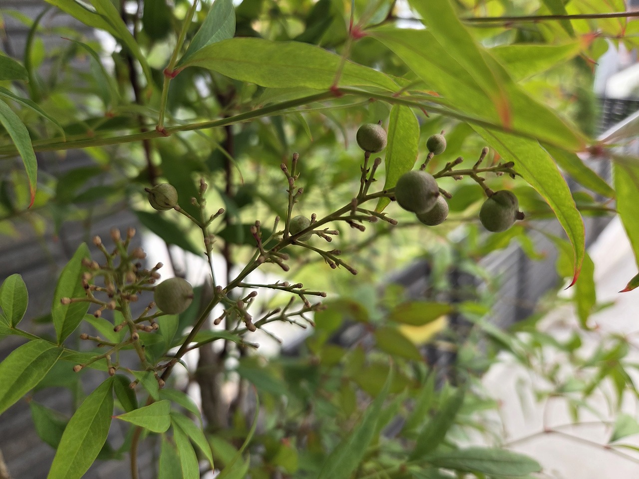 うちの庭のこと