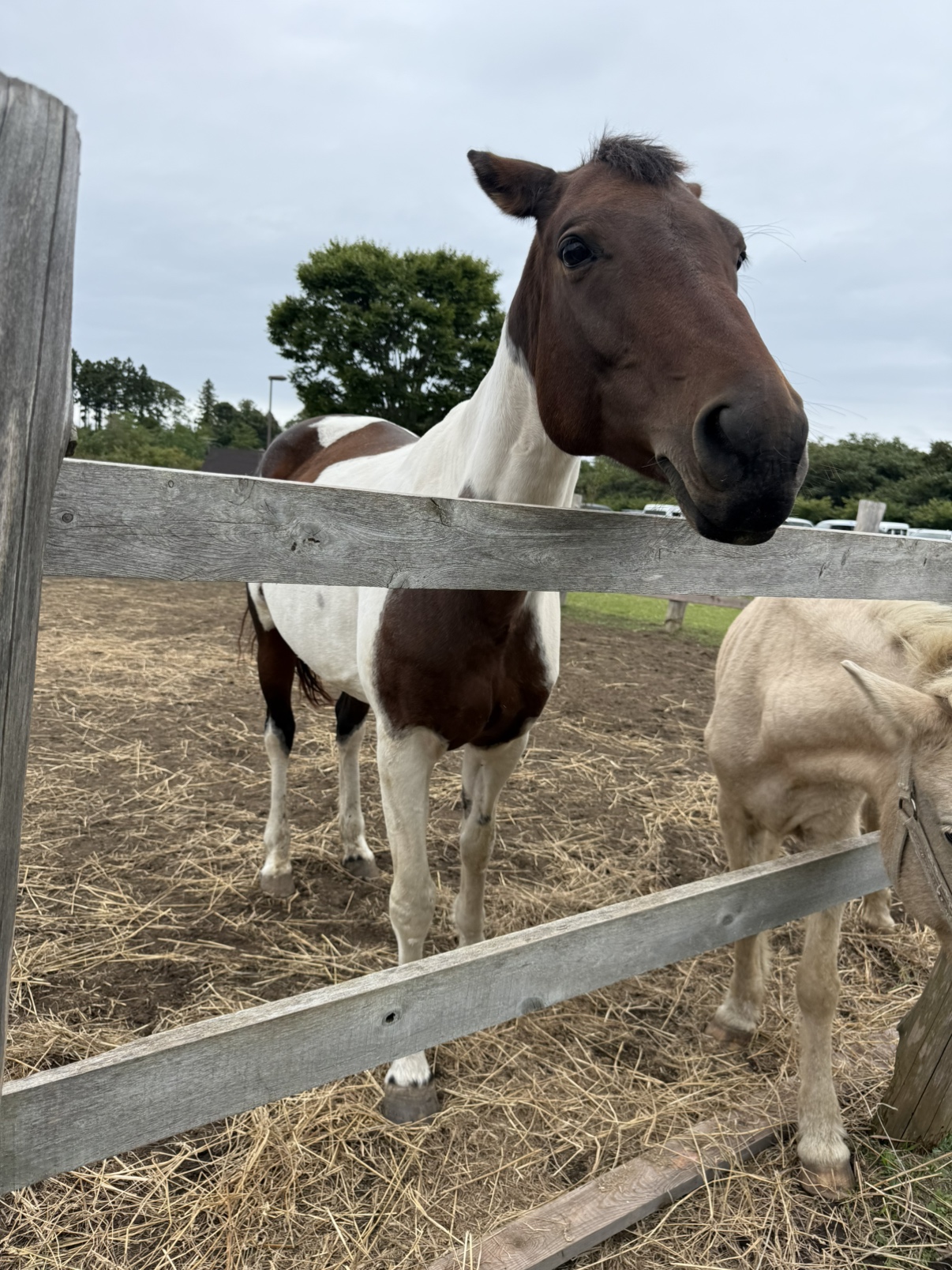 三沢ホースパークに行った話