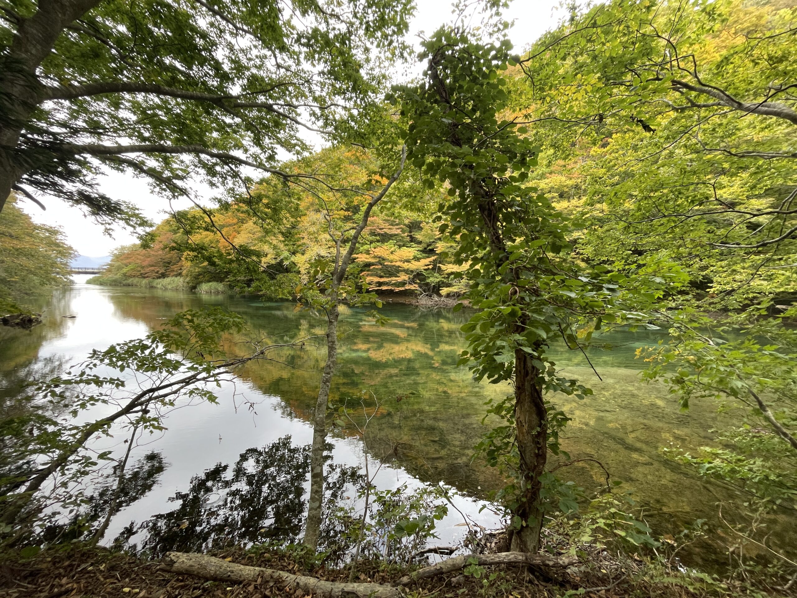 秋の奥入瀬渓流　～ちょぴっと紅葉前～