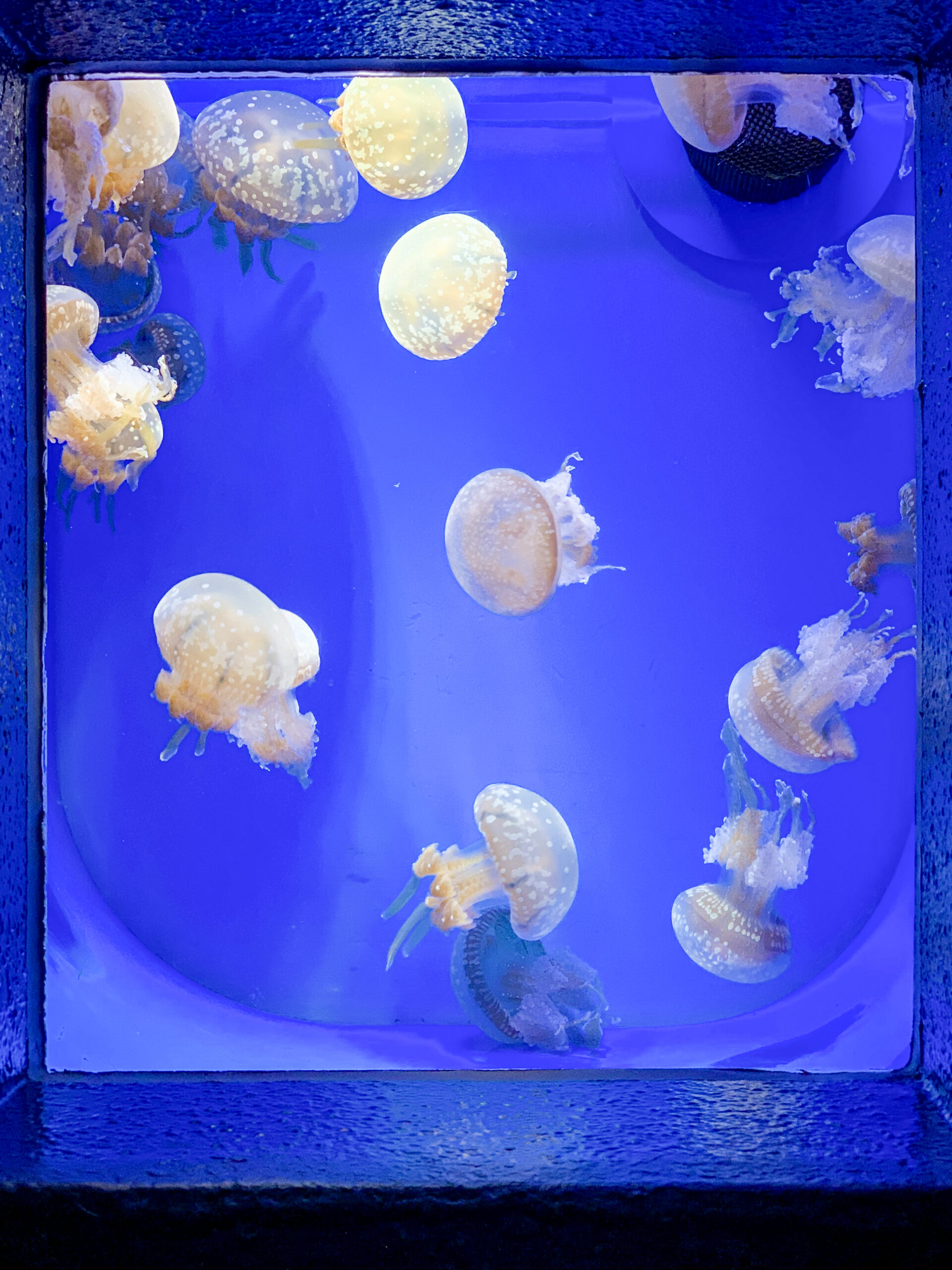 浅虫水族館へ🐠