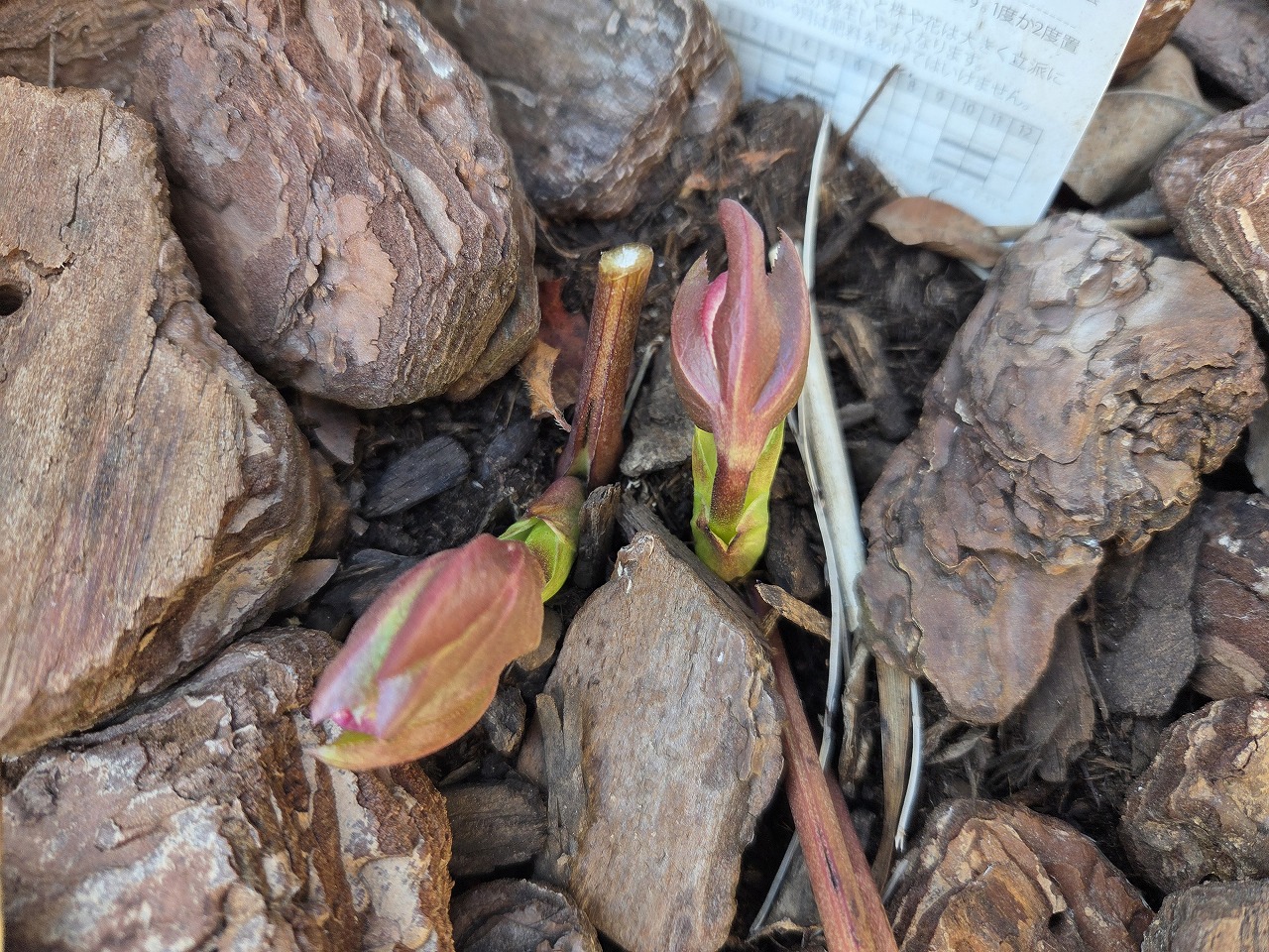 うちの庭のこと🌳