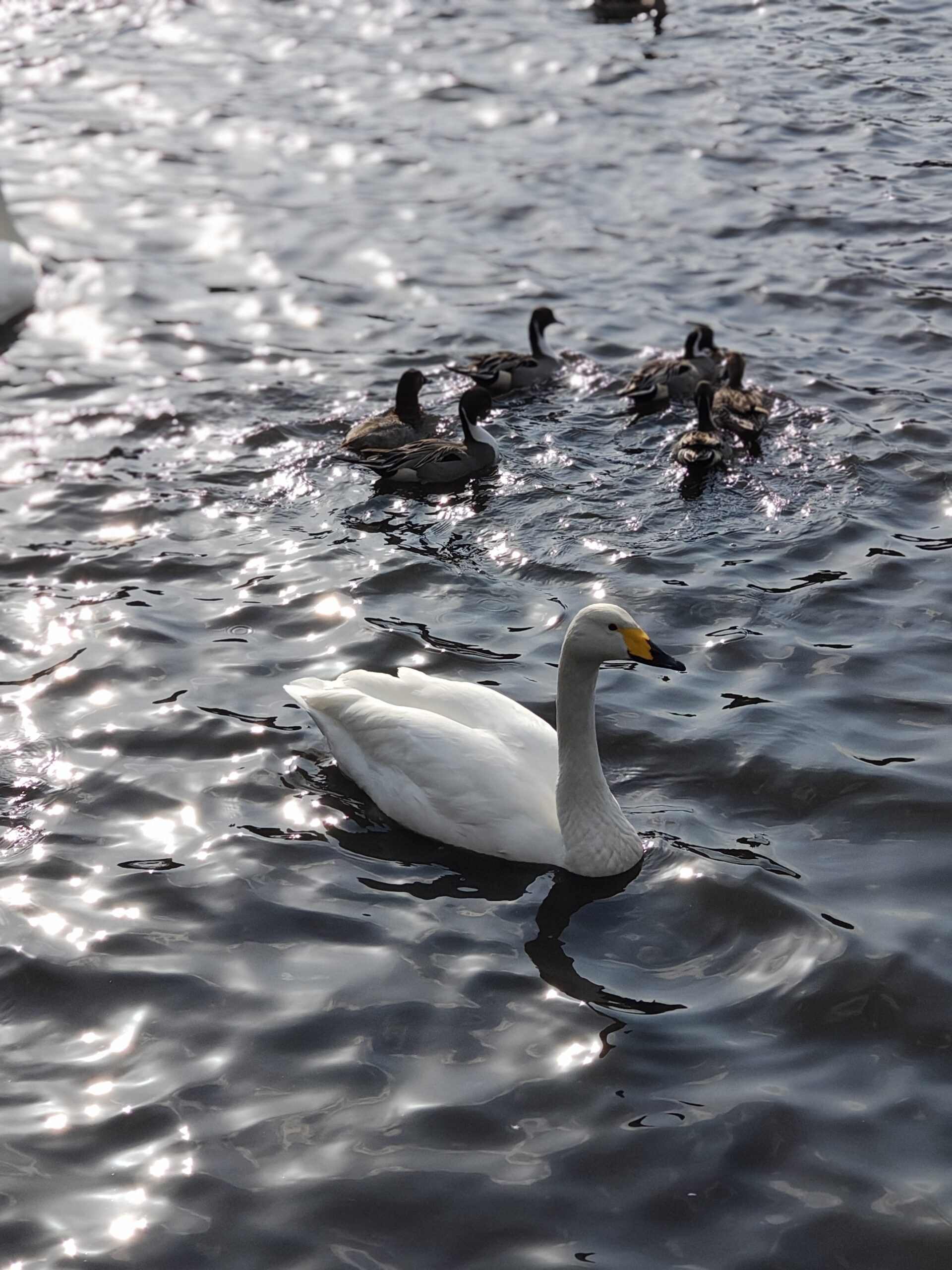 下田公園の白鳥