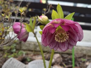 うちの庭のこと🌳