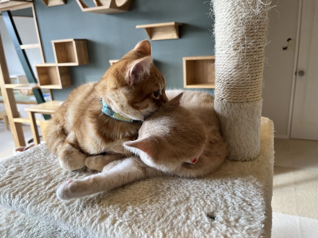 猫カフェまたたび亭